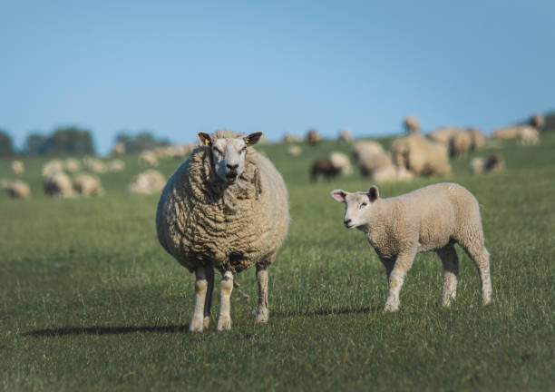 istock sheep and lambs on the green field 1497913858