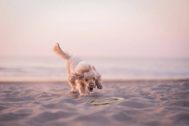 istock Medium Poodle is jumping on a sunset beach with a frisbee 1497913961