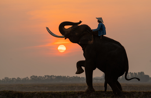 Silhouette of mahout man sit on back of big Asian elephant and stand with one leg in the field with morning sun on background.