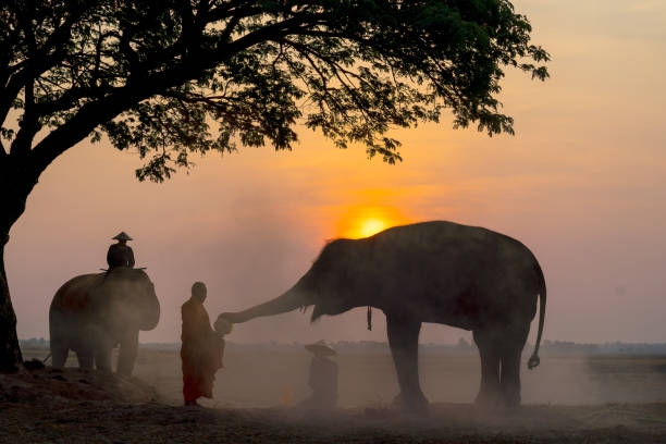 istock Monk get some food and others from elephant that give by using trunk and mahout also sit beside for respect and they stay near big tree in rice field with sunrise in the morning. 1497914057