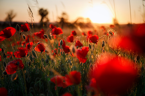 A field of poppies in the Danish countryside at sunset.