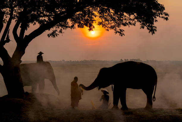 istock Monk get some food and others from elephant that give by using trunk and mahout also sit beside for respect and they stay near big tree in rice field with sunrise in the morning. 1497914966