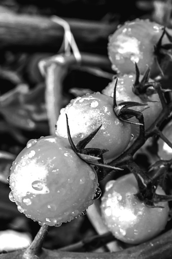 Small unripe tomatoes, still gr on the vine, covered in water droplets in black and white.