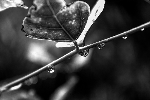 Water Droplets hanging from a small thin leaf stem in Black and White
