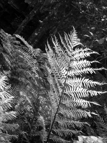 istock Illuminated Fern fronds in black and white 1497915141