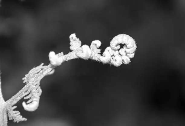 Black and White view of a spiral of a young fern leave. Photographed in the Afromontane forests of the Drakensberg Mountains of South Africa. These curled up leaf buds of a fern is often called a fiddlehead, before as they uncurl into a fond.