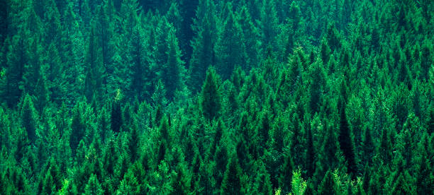 istock Lush Green Pine Forest on Mountainside Healthy Environment 1497915268