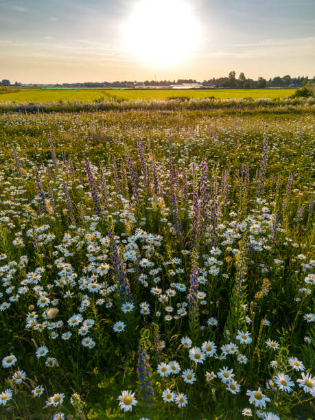 istock Wild flowers panorama sunrise. 1497916895
