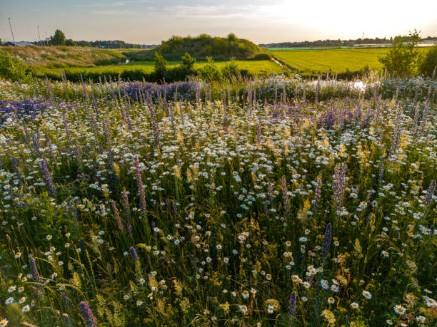 istock Wild flowers panorama sunrise. 1497916930