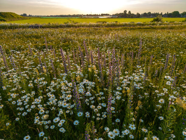 istock Wild flowers panorama sunrise. 1497916947