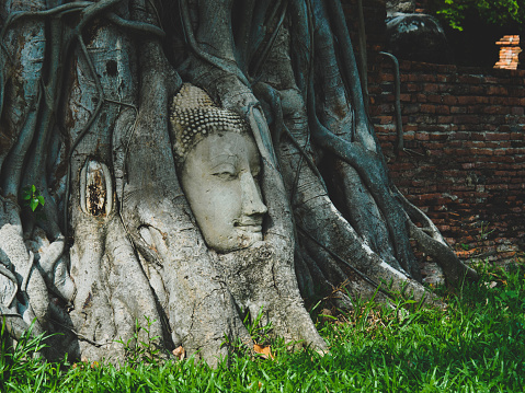 Iconic Buddha head in tree roots. Location at Wat Mahathat, Ayuthaya Historical park, Thailand. UNESCO World Heritage site.