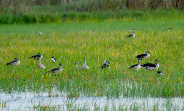 grupo de patos de color blanco y negro caminan en el campo de hierba para buscar comida y permanecer cerca del estanque o del resirvior de agua. - riverbank marsh water pond fotografías e imágenes de stock