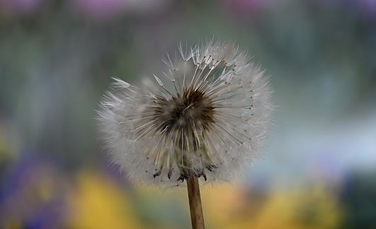 Dandelion puff (Taraxacum officinale)