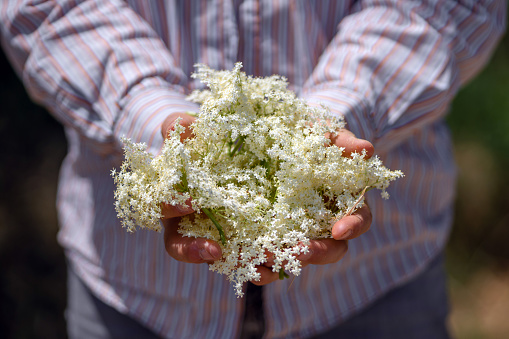 Close up of man holding a bunch of elder flowers in hands