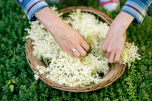 Hands of unrecognizable woman arranging freshly picked elder flowers in basket