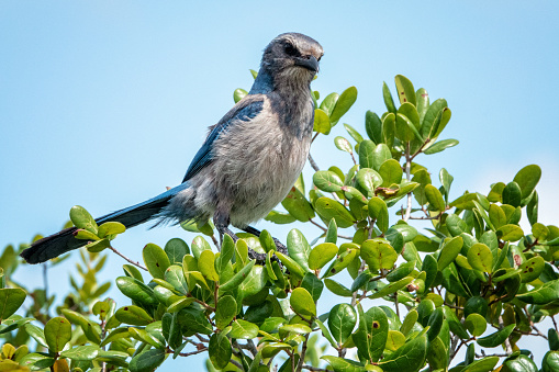 Scrub Jay perching in a tree in Central Florida.