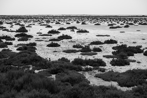 Wetlands in the Camargue on a sunny day in springtime, black and white, Provence (France)