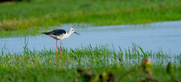 ein stelzenläufer steht allein im sumpf, um im wasser im südlichen teil thailands nach nahrung zu suchen - animal beak bird wading stock-fotos und bilder