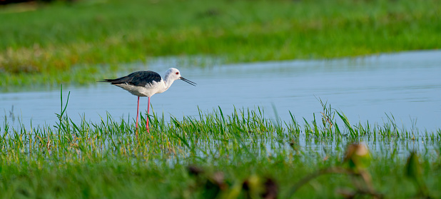 One black-winged stilt bird stand in  swamp alone to look for food in water in area of southern part in Thailand