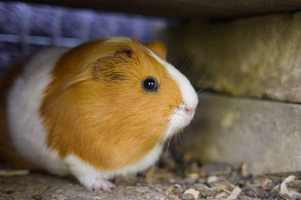 istock A beautiful guinea pig in a coop 1497919148
