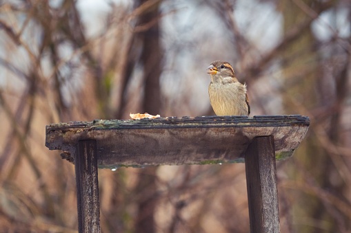 A vibrant house sparrow perched on the armrest of a rustic wooden bench, surrounded by lush foliage in a picturesque outdoor setting