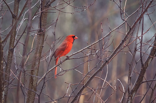 A cheerful small red cardinal perched atop a barren tree branch in a lush and vibrant forest setting
