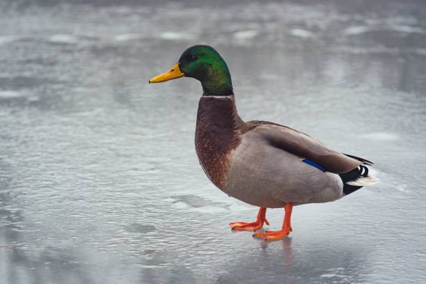 istock It creak duck standing in a pond surrounded by a layer of ice 1497920988