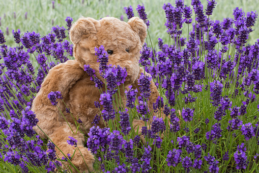 A brown teddy bear sits amongst fragrant purple lavender in summer
