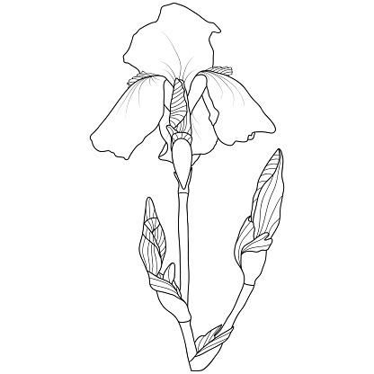 Line art iris flower on white background, vector illustration.