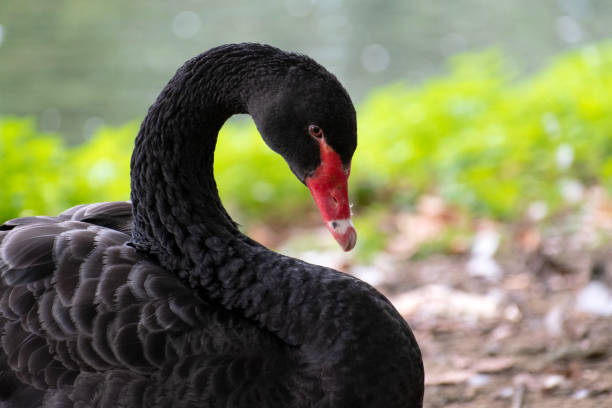 istock Black Swan  at St James Park 1497923971