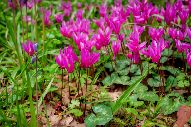 Cyclamen coum flowers natural on forest floor