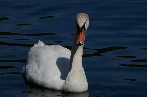 When I took those photos I learned that a swan growl... Guess I went too close hehe
