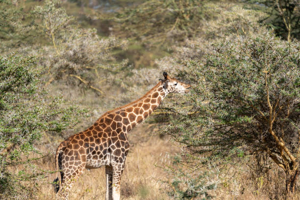 istock Giraffe eats an acacia thorn tree, in Lake Nakuru National Park Kenya 1497926230
