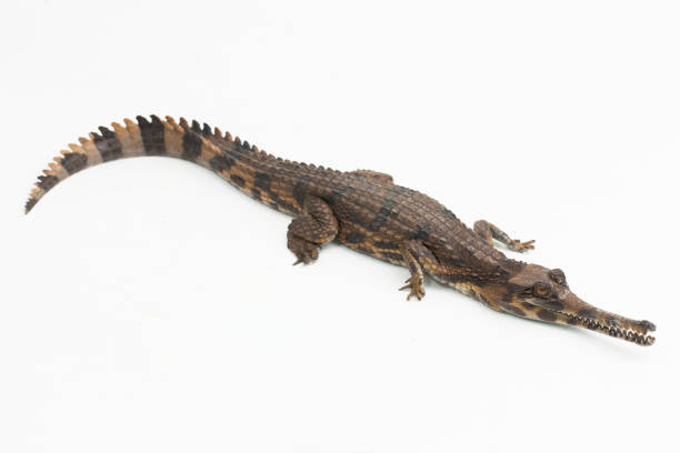 istock false gharial crocodile Tomistoma schlegelii on white background 1497926264