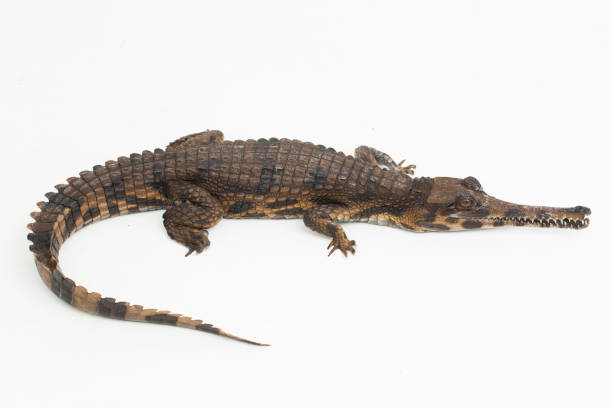 istock false gharial crocodile Tomistoma schlegelii on white background 1497926269