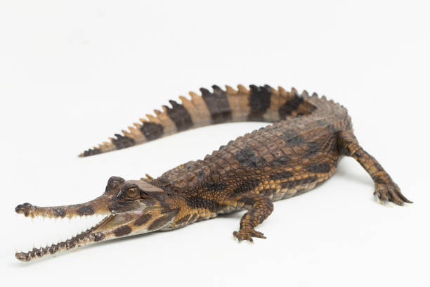 istock false gharial crocodile Tomistoma schlegelii on white background 1497926294