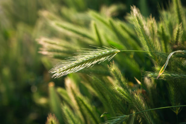 istock Green spikelets of wheat scatter with a blurred background. 1497926309