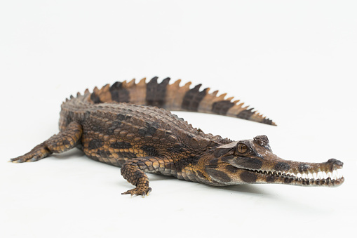 false gharial crocodile Tomistoma schlegelii isolated on white background