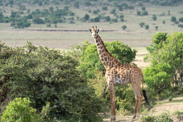 istock Portrait of a giraffe - Masaai Mara Reserve 1497926593