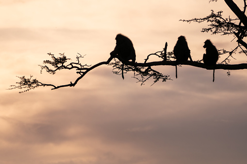 Baboon silhouette as the primate monkeys sit in a tree branch - Serengeti Tanzania, at sunset