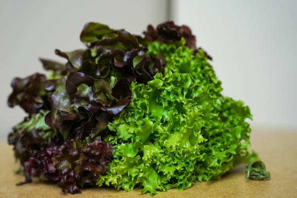 istock Green and blue lettuce leaves. Organic lettuce. 1497928255