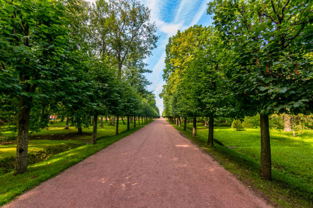 istock A captivating passage to imperial magnificence: The pathway of Peterhof. 1497929012