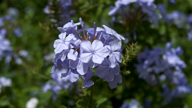 istock bush of blue flowers 1497929427