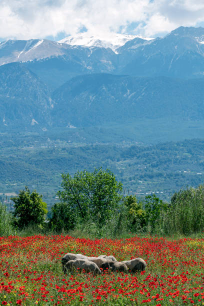 The sheep in the poppies field are together and snowy mountain landscape in the background.