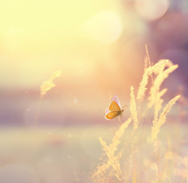 istock Art summer sunny nature background 1497930758