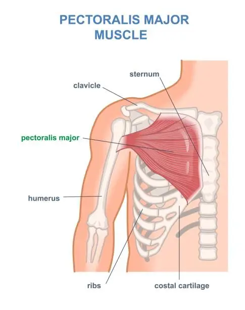 Vector illustration of Pectoralis major muscle diagram