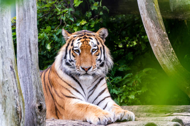 istock Close up view of a Siberian tiger (Panthera tigris altaica) 1497930943