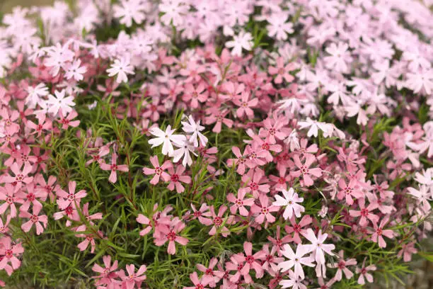 Photo of Moss Phlox Subulata Atropurpurea Blooms.