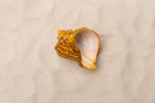 Summer background - seashells on the sand on the shore of the sea beach. Horizontal banner with copy space for text