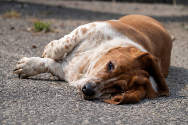 istock Basset Hound temper tantrum #4 1497933918